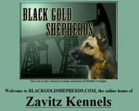 Blackgold German Shepherds breed high quality imported German Shepherds