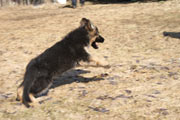 Shown here is a puppy from our imported German Shepherd V Xena Einsamer-Wolf IPO1 a